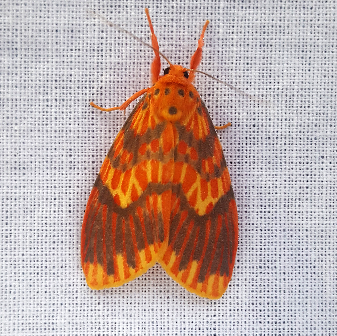 Crimson Streak Barrow Moth