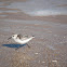 Sanderling