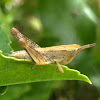 Short-winged Green Grasshopper