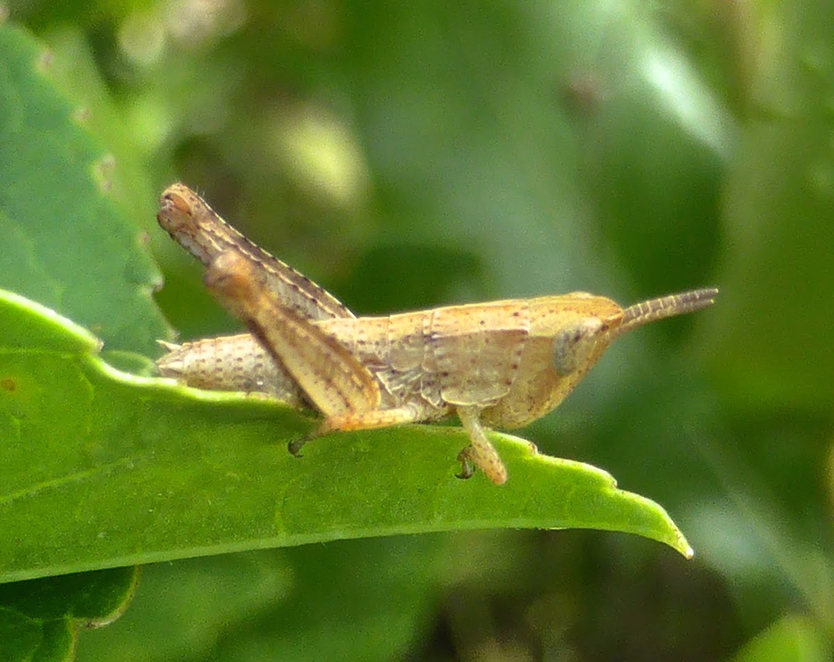 Short-winged Green Grasshopper