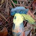 Deceiving bolete