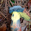 Deceiving bolete