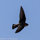 Crag Martin; Avión Roquero