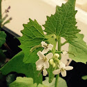 Garlic Mustard