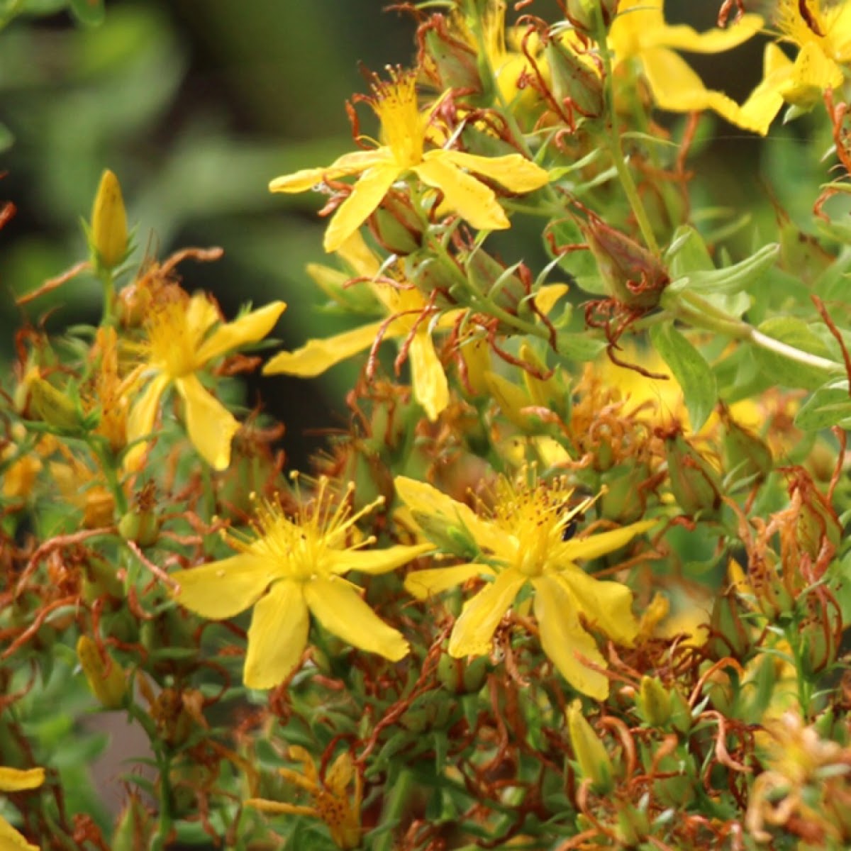 Common St. John's Wort