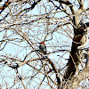 Red-bellied Woodpecker