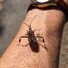 western conifer seed bug