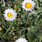 Southern Daisy