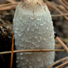 inky cap