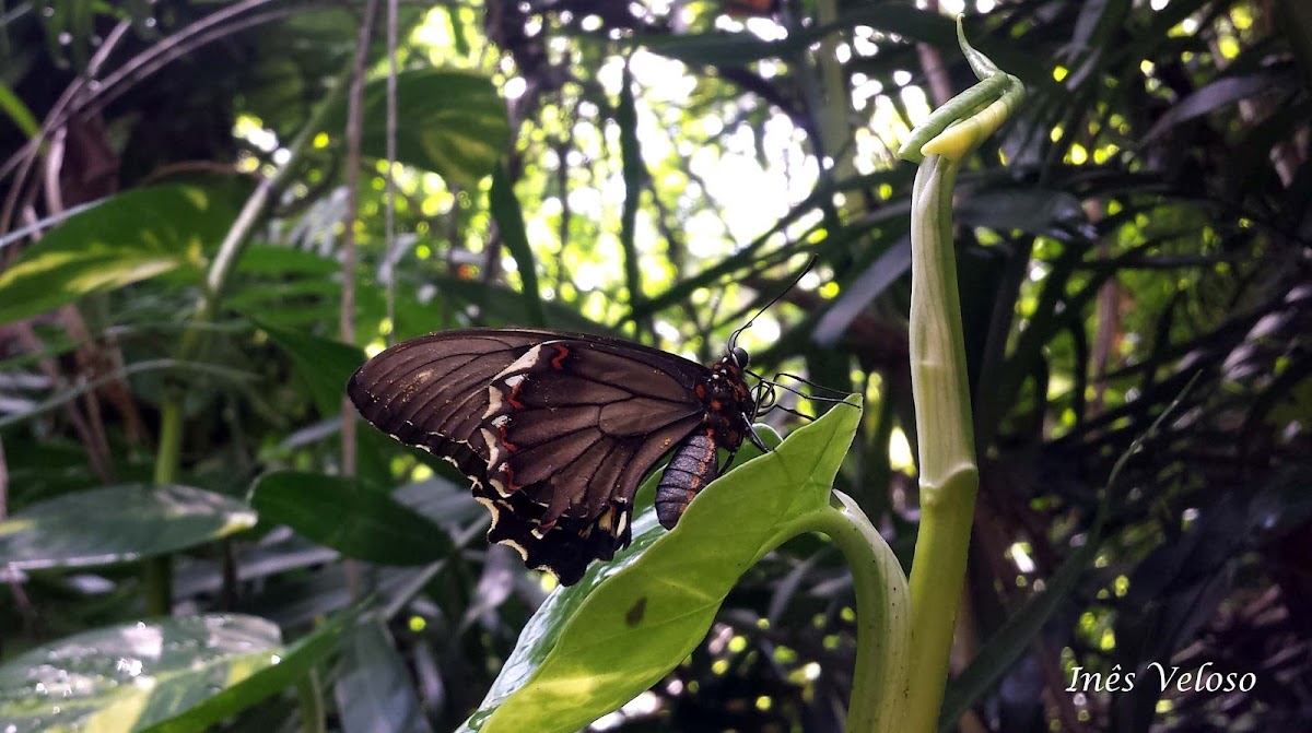 Gold Rim Swallowtail