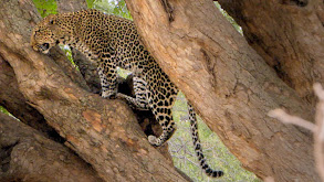 Lake Manyara National Park thumbnail