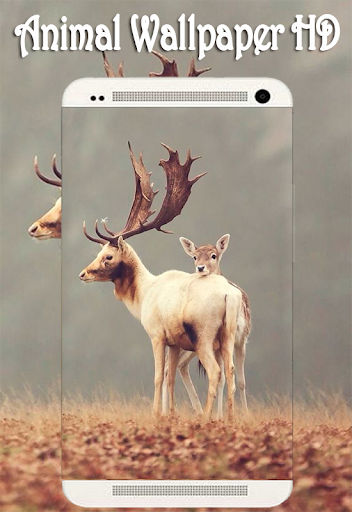 Wild Animal Hd Wallpapers4k Background Apk Download Apkpureco