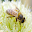 Beekeeping and bee diseases Download on Windows