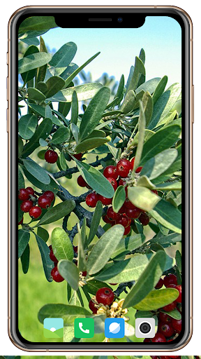 Fruit Trees Wallpaper HD