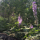 Broad-leaved Lupine