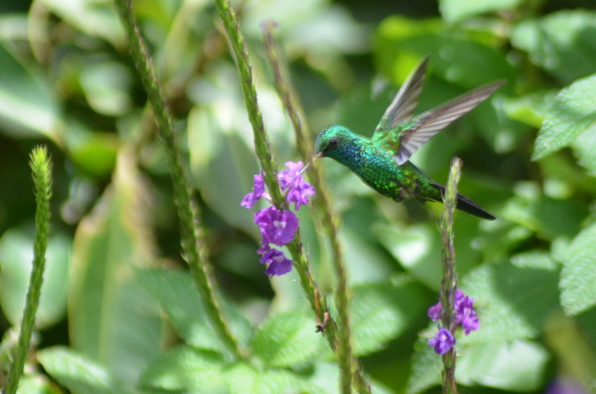 Canivet's emerald