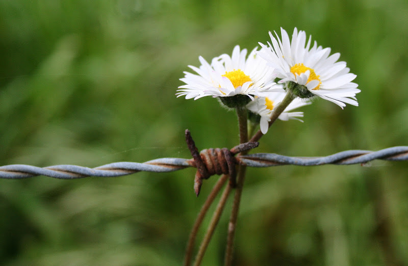 Fiori e fili spinati di Gianluca Presto