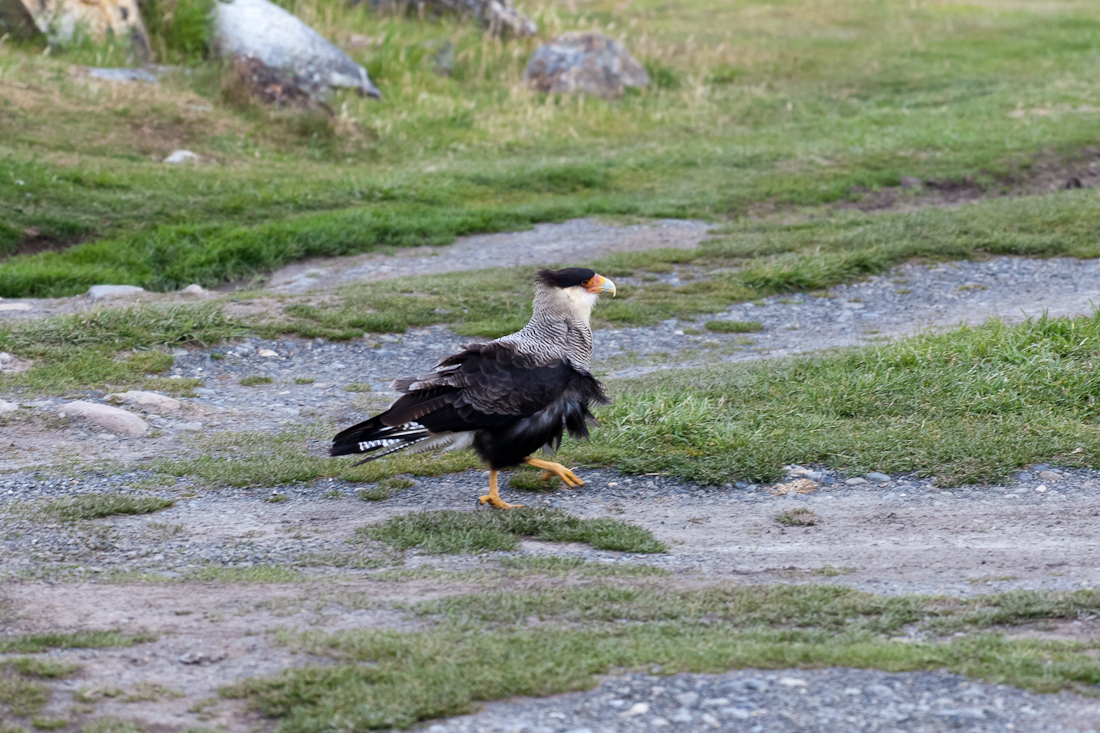 Патагония: Carretera Austral - Фицрой - Торрес-дель-Пайне. Треккинг, фото.