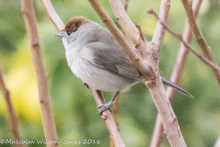 Blackcap; Curruca Capirotada