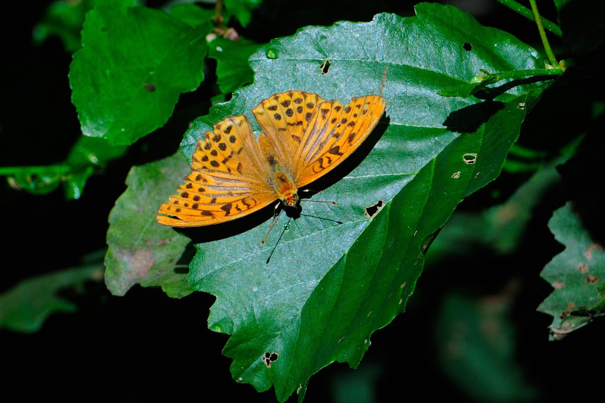 Silver-washed Fritillary, Nacarada