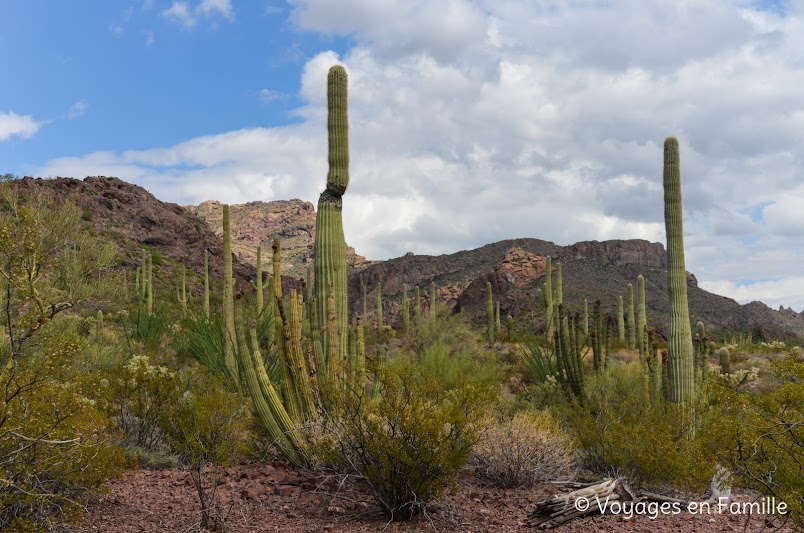 Organ Pipe NM, arch trail