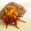 Royal walnut moth