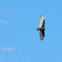 Turkey vulture