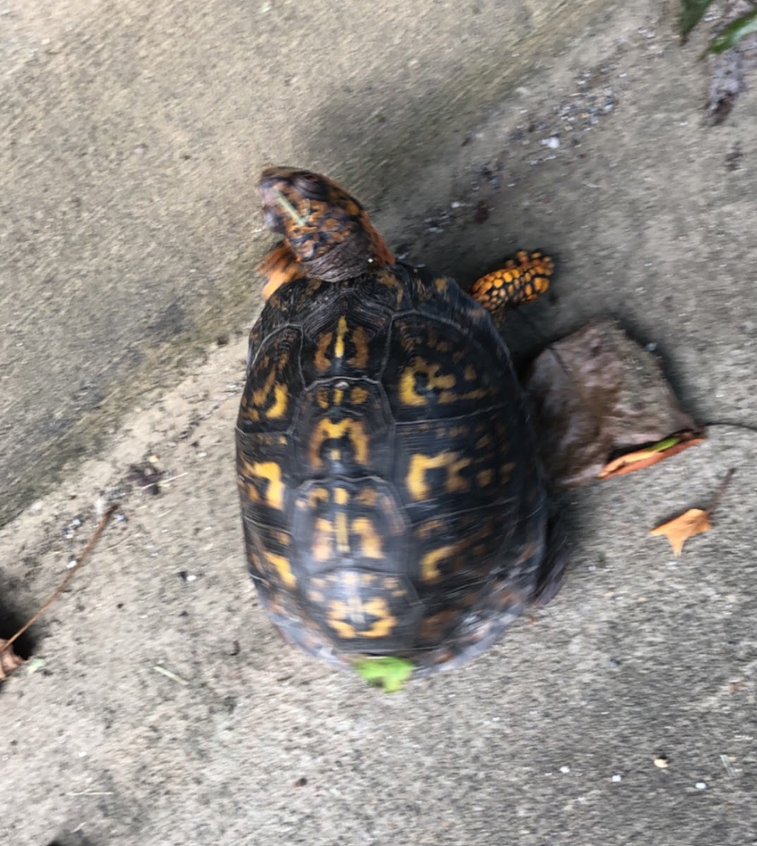 Box Turtle