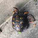 Box Turtle