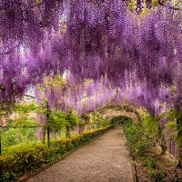 Giardino Villa Baldini - Firenze: la fiorita del Glicine di 