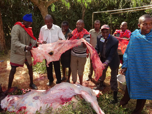 Maasai elders slaughter a special bull in honour of former heritage minister the late William ole Ntimama at his Motonyi home in Narok town on Monday. /KIPLANG’AT KIRUI.