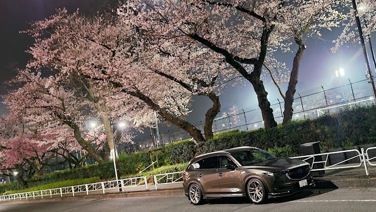 CX-8のMazdaCamarades・桜とコラボ🌸・夜桜・workwheelsjapan・夜でもチタるに関するカスタム事例の投稿画像2枚目