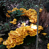 Jack O'Lantern Mushroom