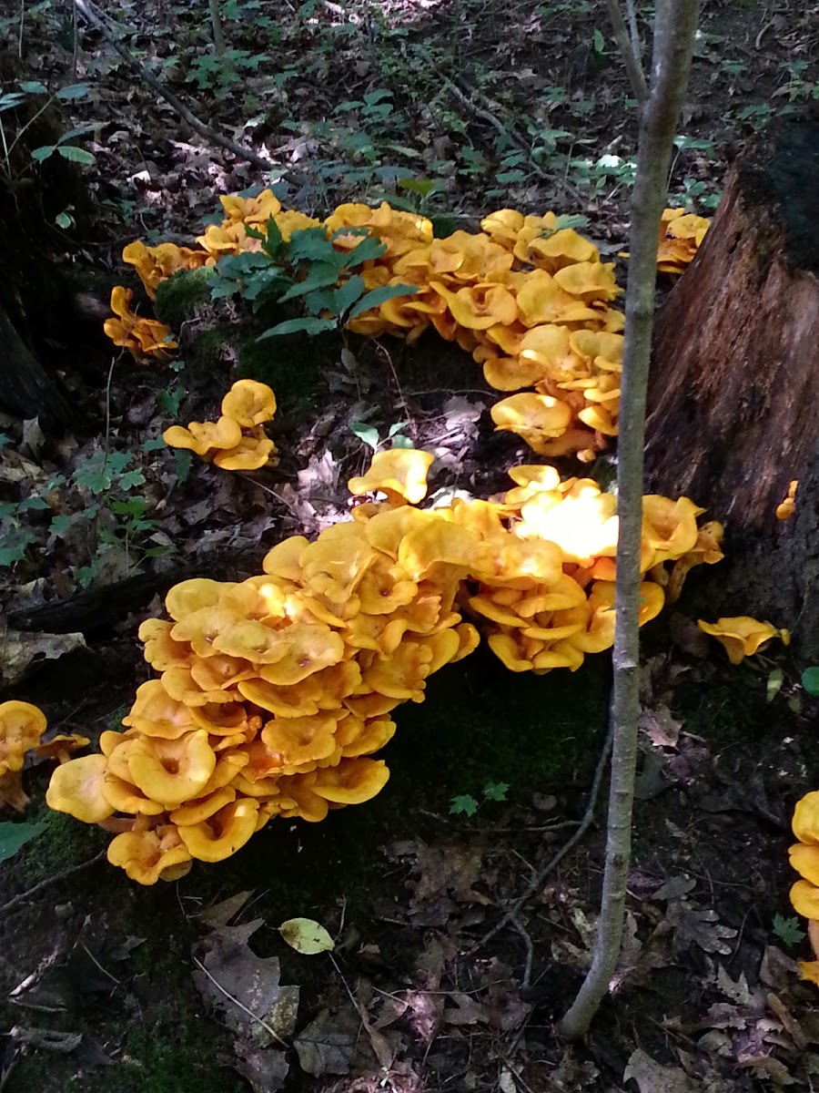 Jack O'Lantern Mushroom