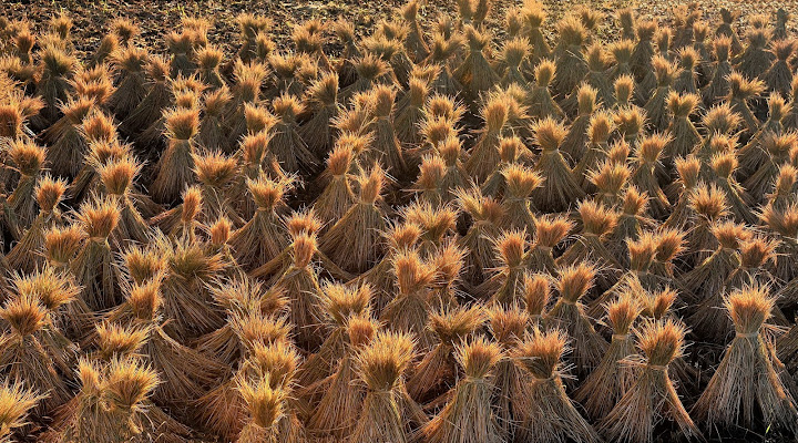 Pattern ecosostenibile di loredana de sole