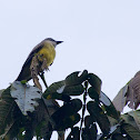 Tropical kingbird