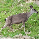 White-tailed deer