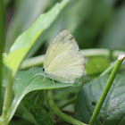 Common Grass Yellow