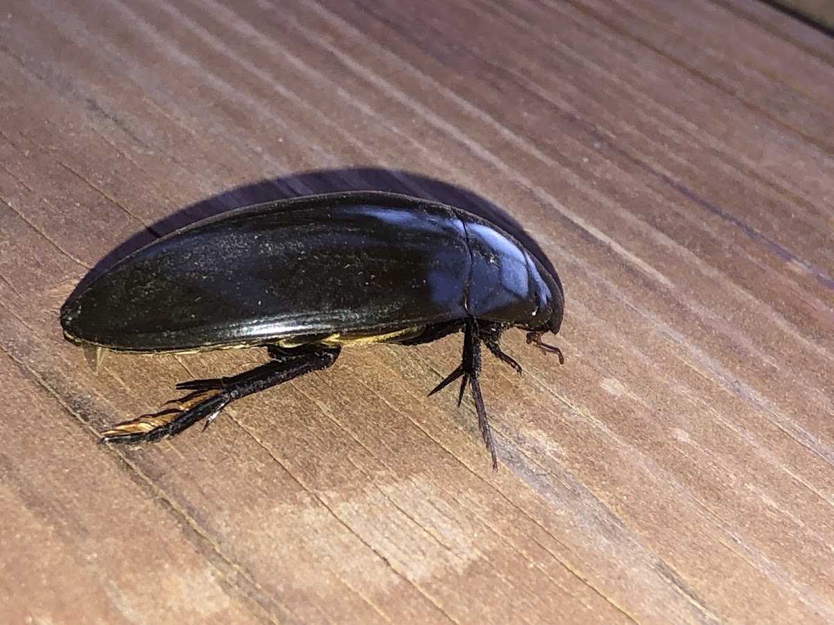 Giant Black Water Beetle