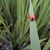 Seven Spotted Ladybug