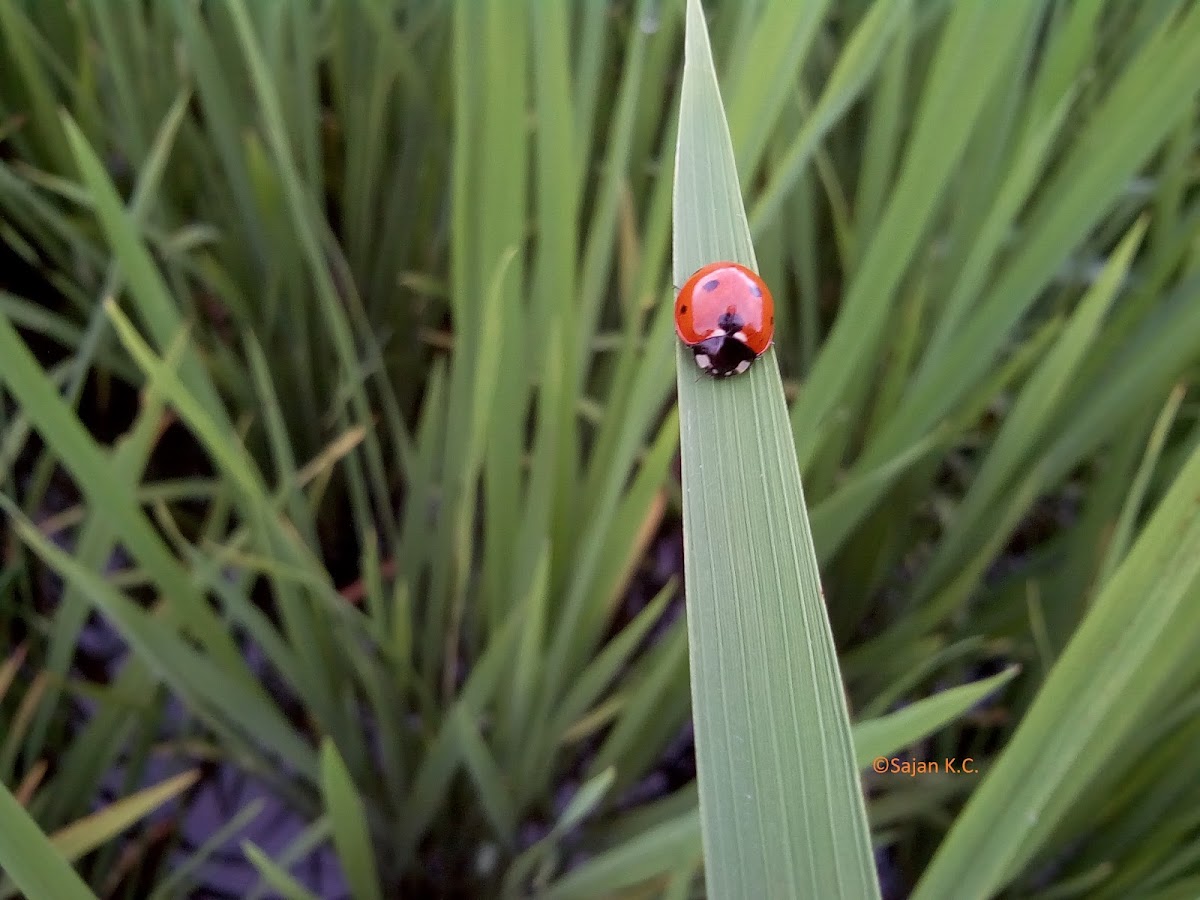 Seven Spotted Ladybug