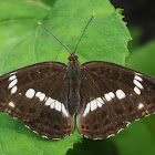 Eurasian White Admiral