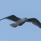 Herring Gull