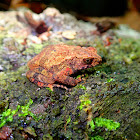 Lesser Stream Toad