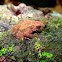 Lesser Stream Toad