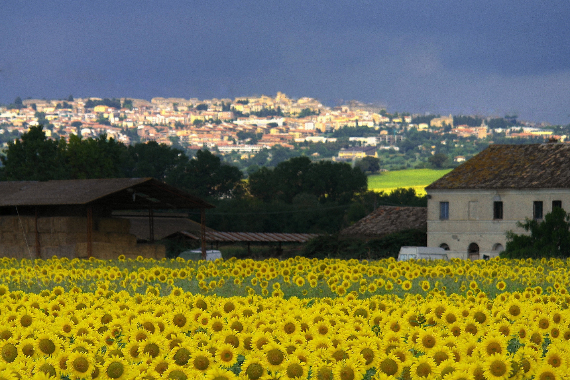 mare giallo di fasele72