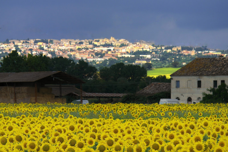 mare giallo di fasele72