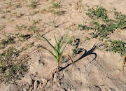 FILE PHOTO: El Nino is a weather phenomenon associated with a disruption of wind patterns, which means warmer ocean surface temperatures in the eastern and central Pacific. 