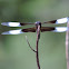 Widow Skimmer