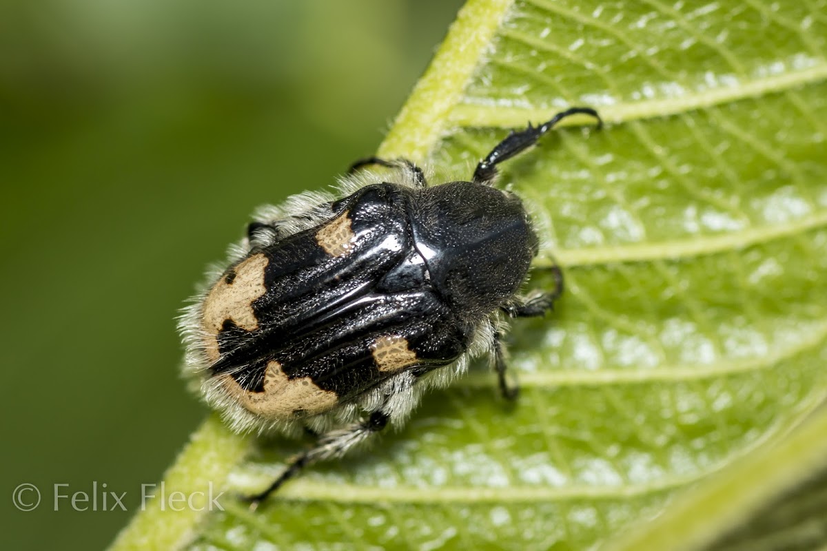 Fruit Chafer